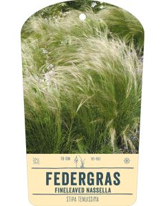 Bildstabetikett, Stipa tenuissima VS