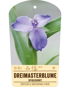 Bildstabetikett, Tradescantia Andersoniana-Hybr. VS