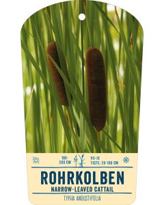 Bildstabetikett, Typha angustifolia VS