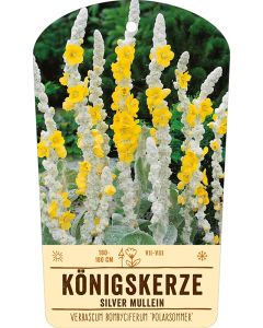 Bildstabetikett, Verbascum bombyciferum 'Polarsommer' VS
