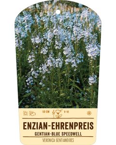Bildstabetikett, Veronica gentianoides VS