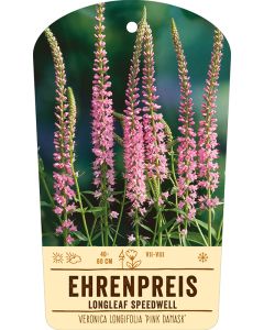 Bildstabetikett, Veronica longifolia 'Pink Damask' VS