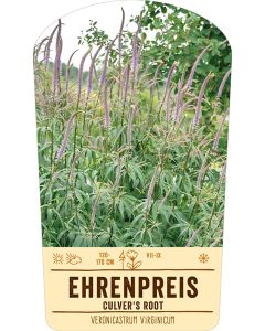 Bildstabetikett, Veronicastrum virginicum VS