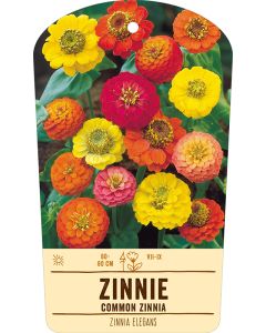 Bildstabetikett, Zinnia elegans VS
