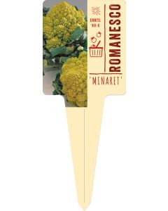 Brassica ol. botryt. 'Minaret', Bildstecketikett VS