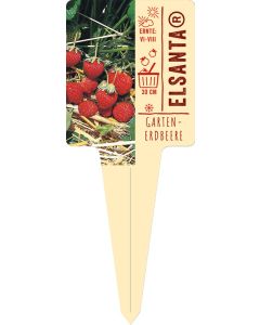 Fragaria x ananassa 'Elsanta'(S), Bildstecketikett VS