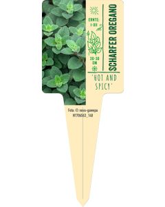 Origanum vulg. 'Hot and Spicy', Bildstecketikett VS: