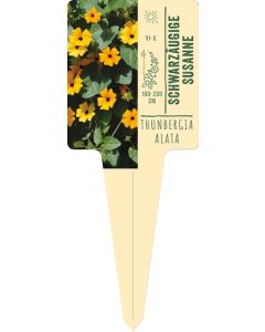 Thunbergia alata, Bildstecketikett VS