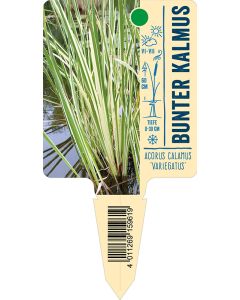 Acorus calamus 'Variegatus', Bildstecketikett VS: