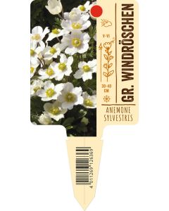 Anemonesylvestris, Bildstecketikett VS: