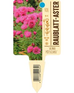 Aster novae-angliae 'Alma Pötschke', Bildstecketikett VS