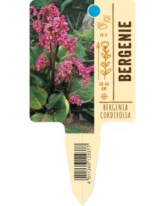 Bergeniacordifolia, Bildstecketikett VS: