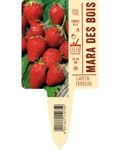 Fragaria x ananassa 'Mara des Bois', Bildstecketikett VS