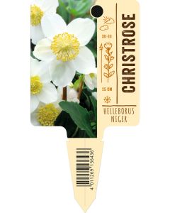 Helleborusniger, Bildstecketikett VS: