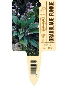 Hosta x tardiana 'Halcyon', Bildstecketikett VS: