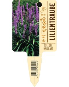 Liriopemuscari, Bildstecketikett VS: