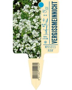 Myosotis palustris 'Alba', Bildstecketikett VS: