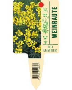 Ruta graveolens, Bildstecketikett VS