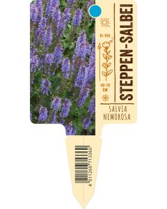 Salvia nemorosa, Bildstecketikett VS