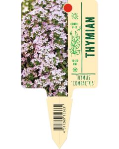 Thymus vulgaris 'Compactus', Bildstecketikett VS: