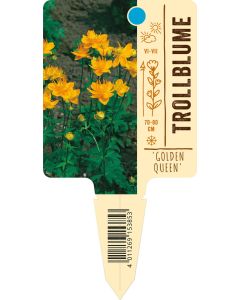 Trollius chinensis 'Golden Queen', Bildstecketikett VS: