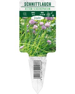 Allium schoenoprasum, Bildstecketikett VS