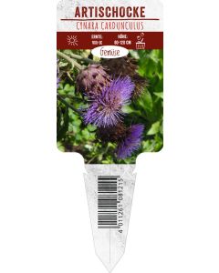 Cynara cardunculus, Bildstecketikett VS