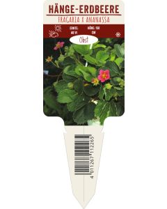 Fragaria x ananassa, Bildstecketikett VS
