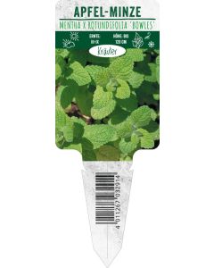 Mentha x rot. 'Bowles', Bildstecketikett VS