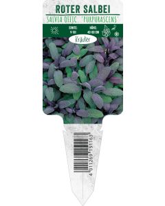 Salvia offic. 'Purpurascens', Bildstecketikett VS