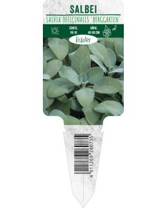 Salvia officinalis 'Berggarten', Bildstecketikett VS