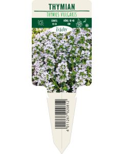 Thymus vulgaris, Bildstecketikett VS