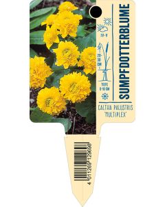 Caltha palustris 'Multiplex', Bildstecketikett VS: