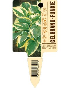 Hosta sieboldiana 'Frances Williams', Bildstecketikett VS: