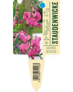 Lathyrus latifolius, Bildstecketikett VS:
