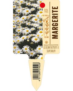 Leucanthemum x superb., Bildstecketikett VS: