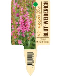 Lythrum salicaria 'Robert', Bildstecketikett VS: