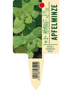 Mentha x rotundifolia 'Bowles', Bildstecketikett VS:
