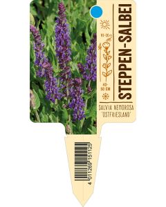 Salvia nemorosa 'Ostfriesland', Bildstecketikett VS: