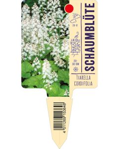 Tiarellacordifolia, Bildstecketikett VS: