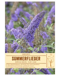 Sortenschild, Buddleja davidii 'Ellen´s Blue'
