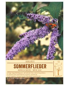 Sortenschild, Buddleja davidii 'Empire Blue'