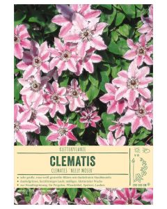 Sortenschild, Clematis-Hybr. 'Nelly Moser'