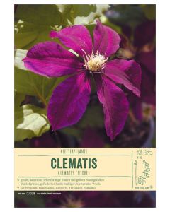 Sortenschild, Clematis-Hybr. 'Niobe'