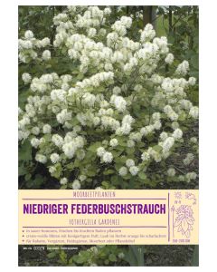 Sortenschild, Fothergilla gardenii