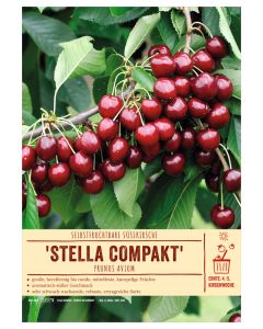 Sortenschild, Prunus avium 'Stella Compakt'