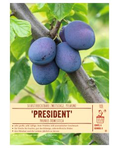 Sortenschild, Prunus domestica 'President'