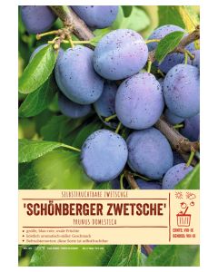 Sortenschild, Prunus domestica 'Schönberger Zwetsche'