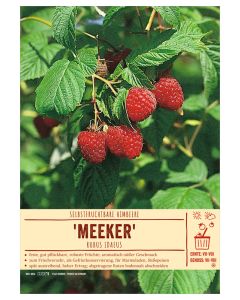 Sortenschild, Rubus idaeus 'Meeker'