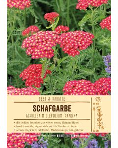 Sortenschild, Achillea millefolium-Hybride 'Paprika'